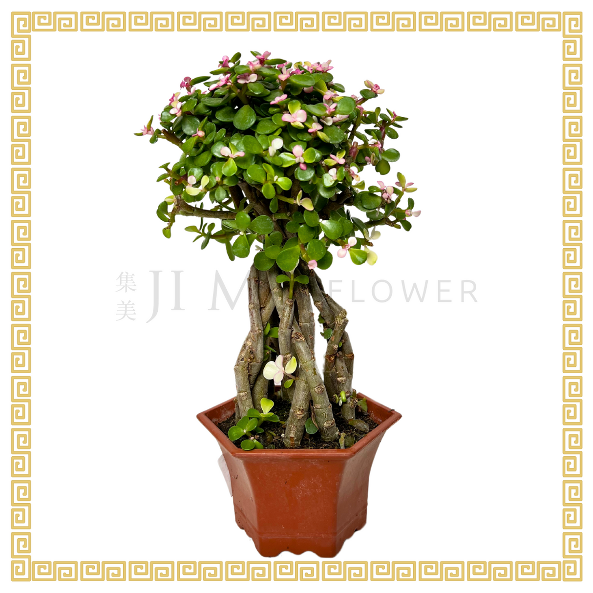 Jade Plant Boutique - Round