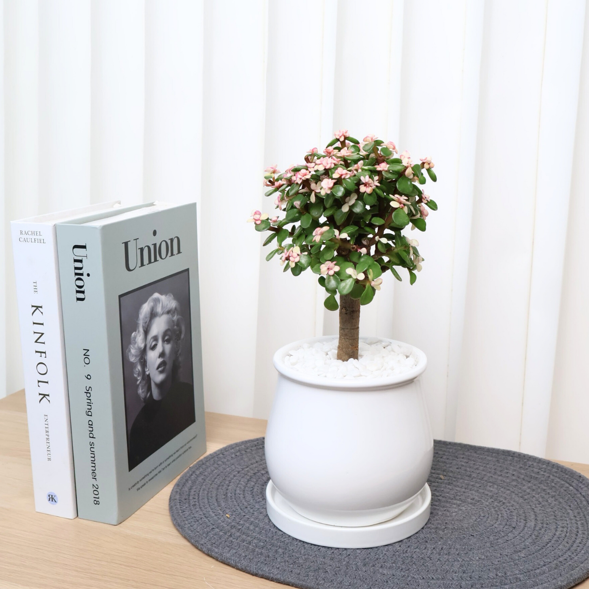 Jade Plant (Money Plant) in Ceramic Pot