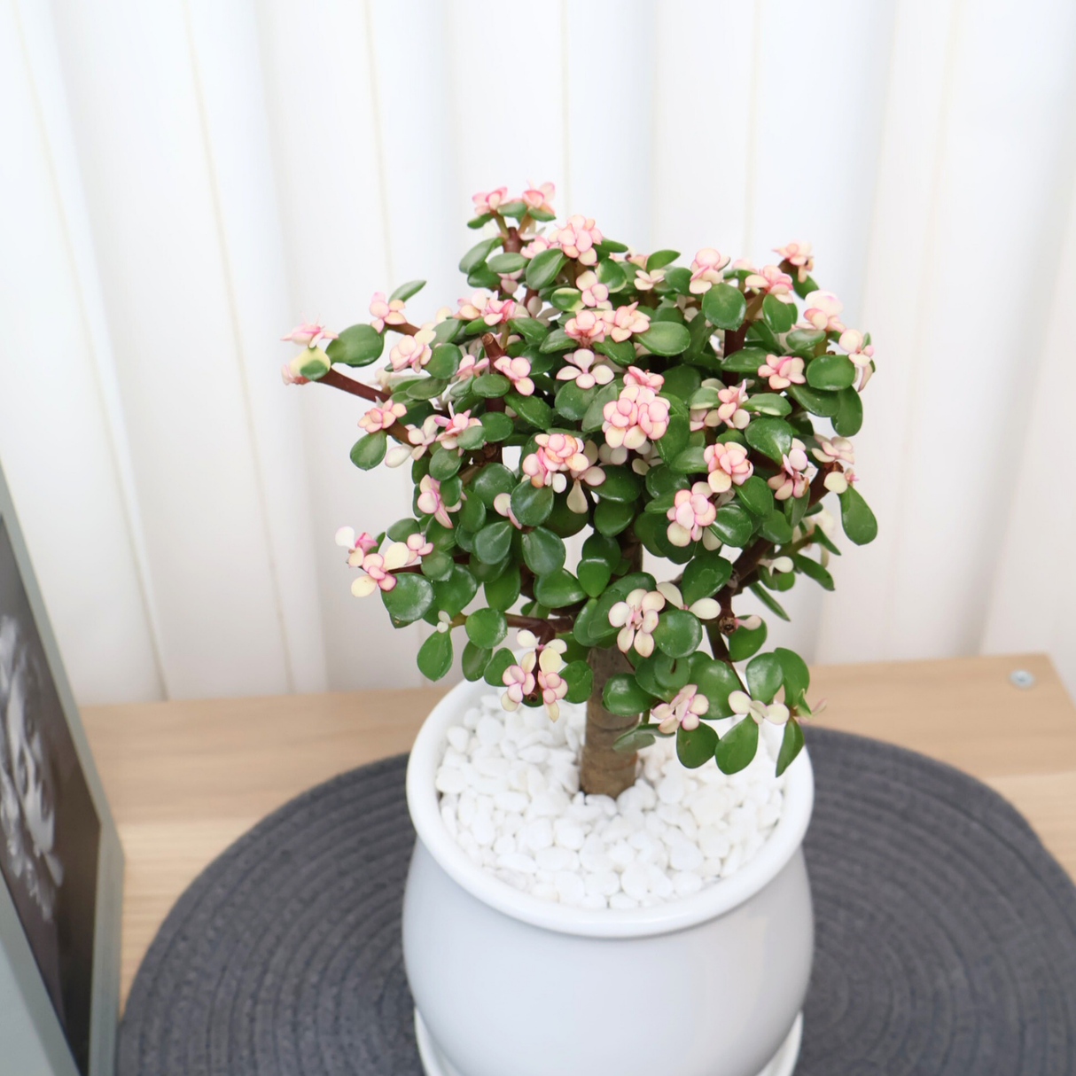 Jade Plant (Money Plant) in Ceramic Pot