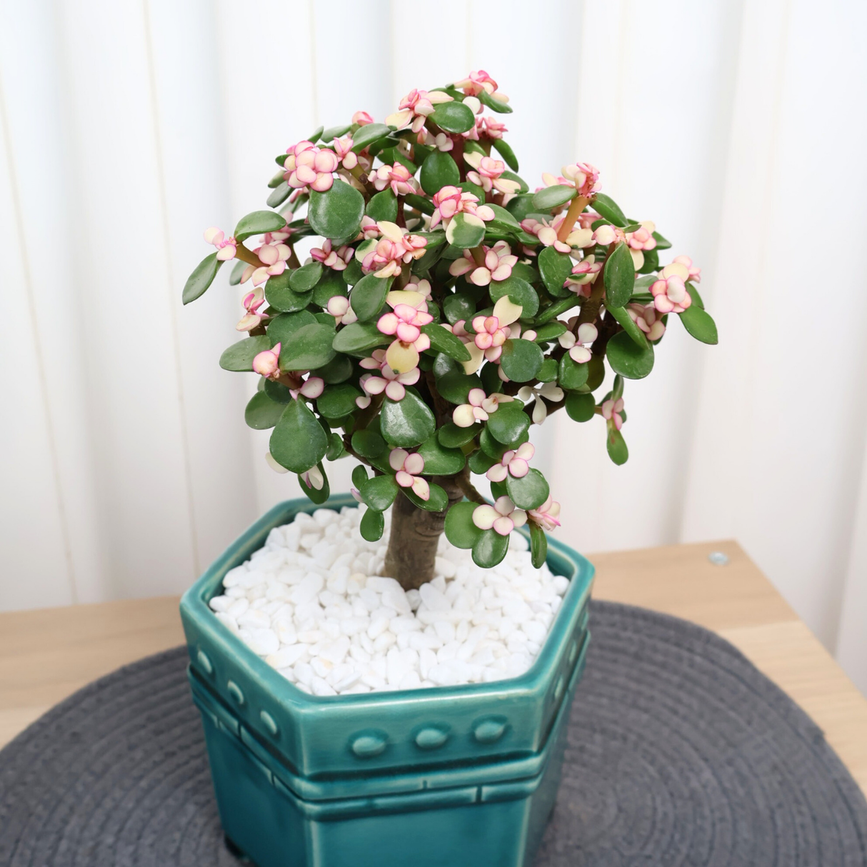 Jade Plant (Money Plant) in Ceramic Pot