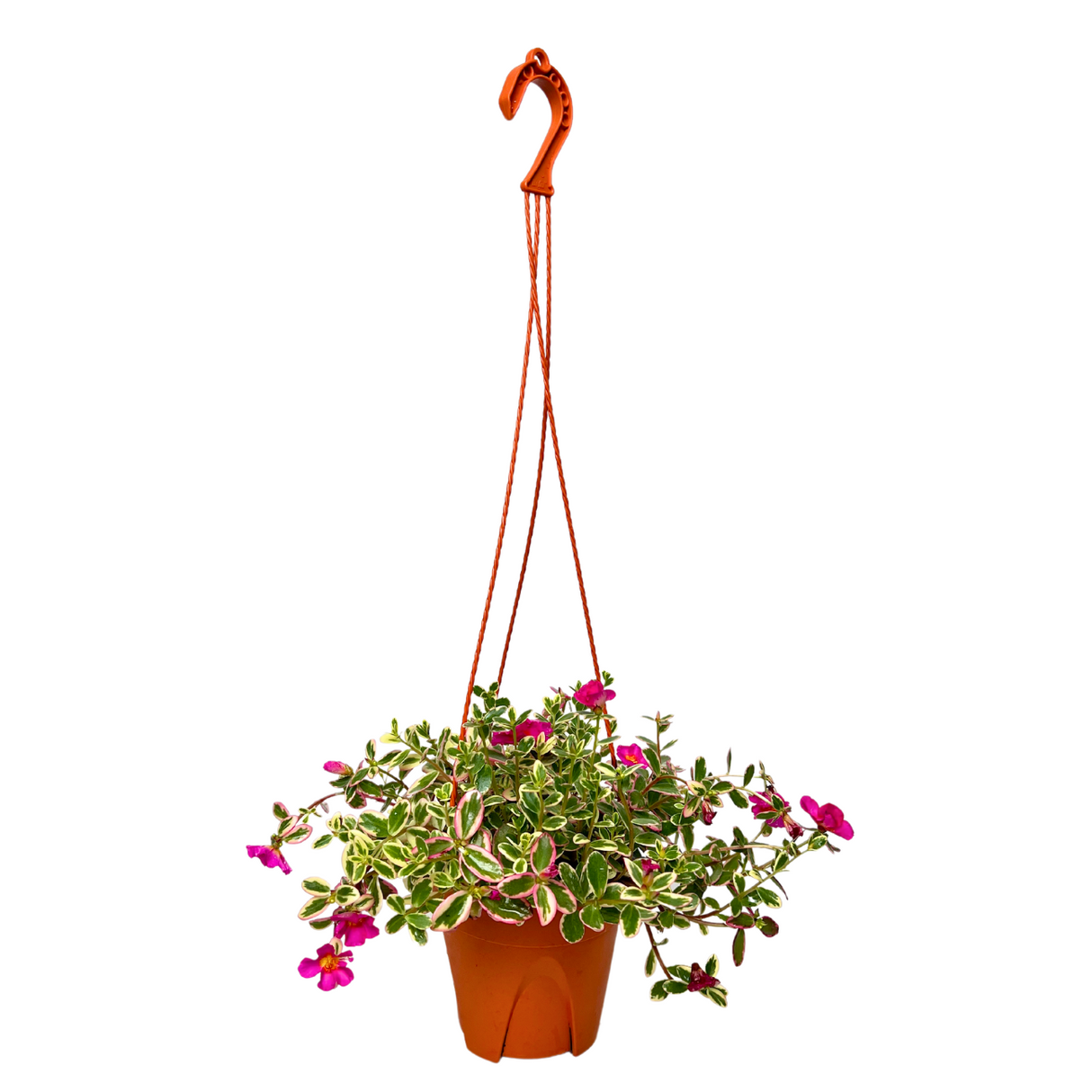 Japanese Rose Hanging Plant