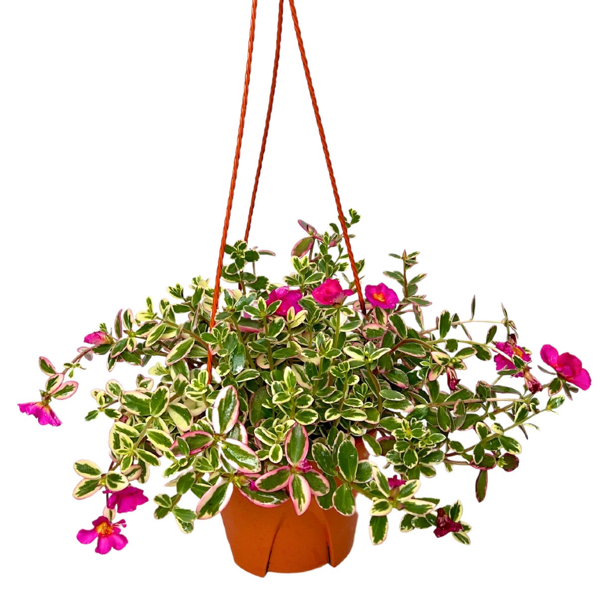 Japanese Rose Hanging Plant