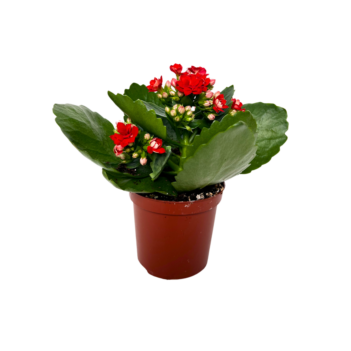 Kalanchoe Plant 6cm Pot (Holland)