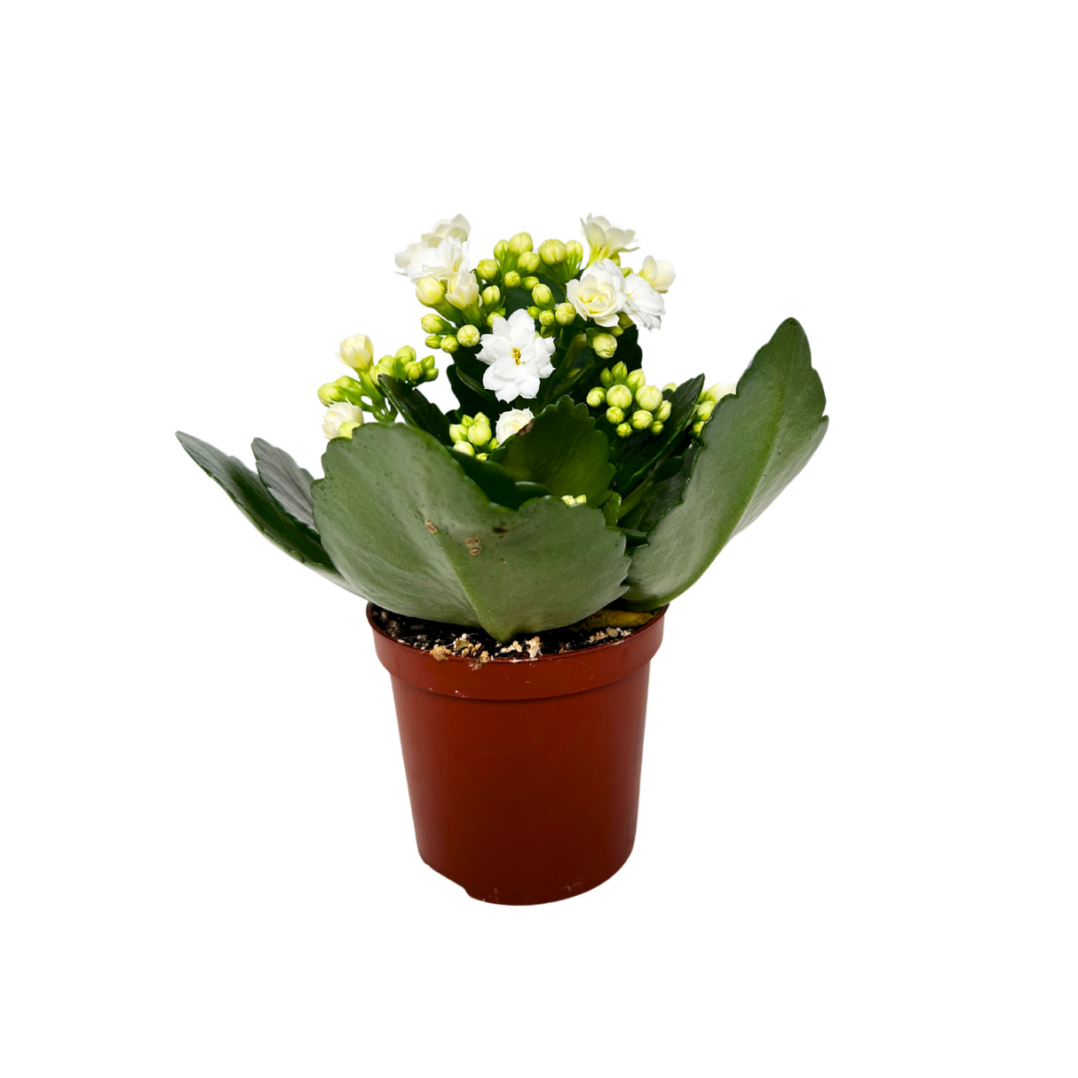 Kalanchoe Plant 6cm Pot (Holland)