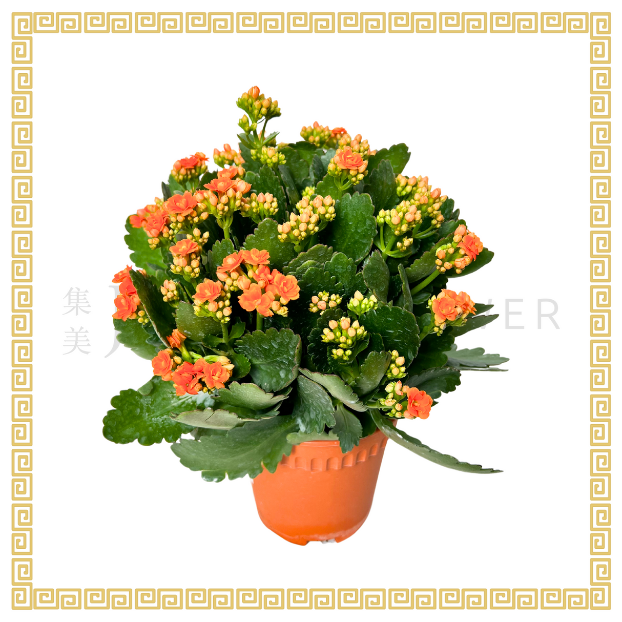 Kalanchoe 万紫千红 (Small)