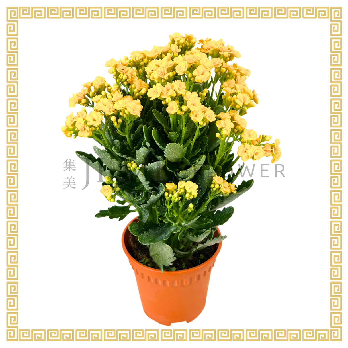 Kalanchoe 万紫千红 (Small)