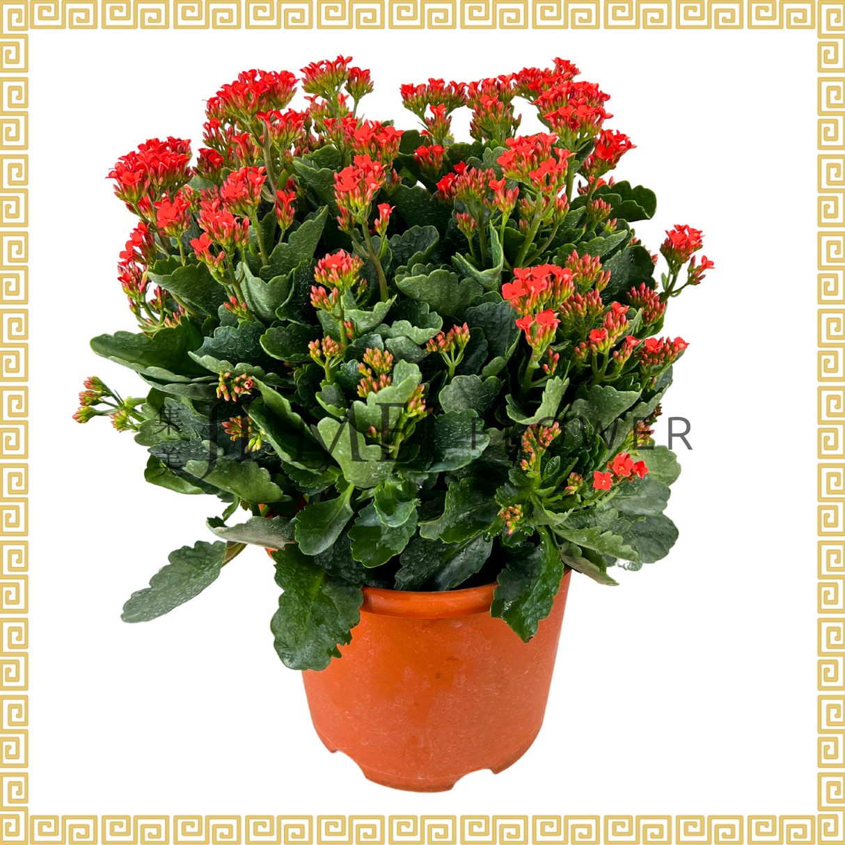 Kalanchoe 万紫千红 (Small)