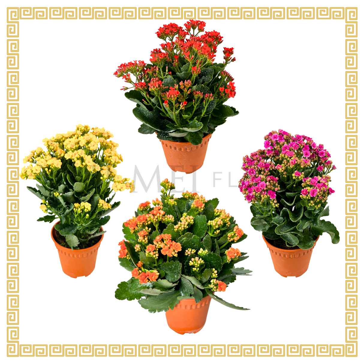 Kalanchoe 万紫千红 (Small)