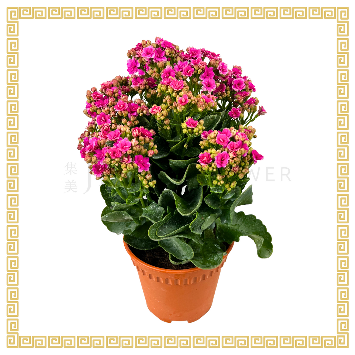 Kalanchoe 万紫千红 (Small)