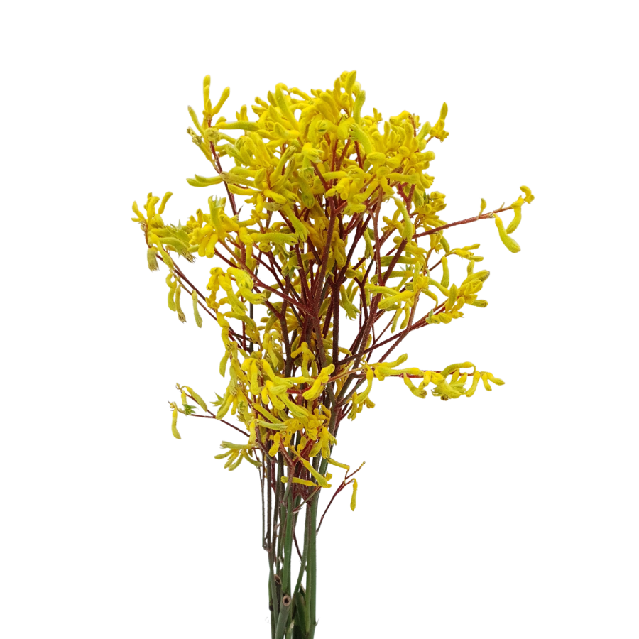 Kangeroo Paw (China)