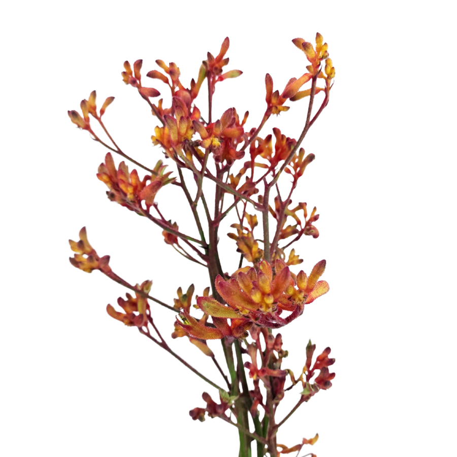 Kangeroo Paw (China)