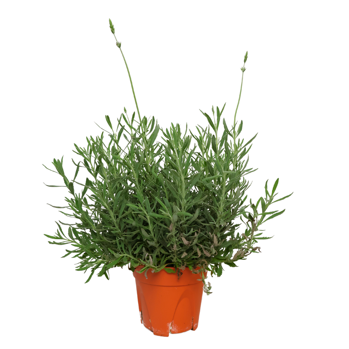 Lavender Plant