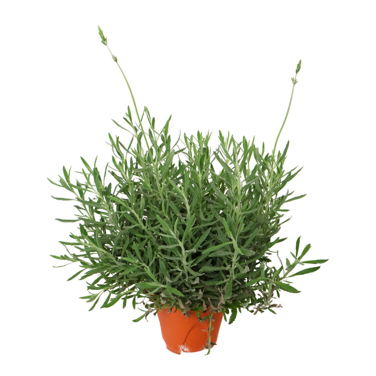 Lavender Plant