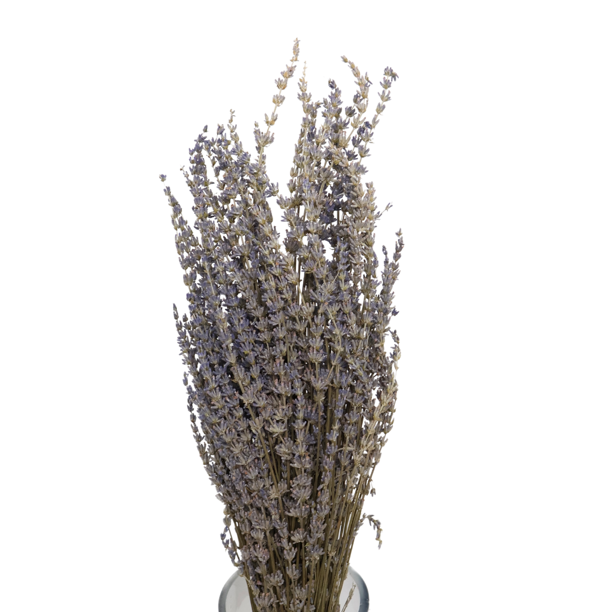 Preserved Lavender