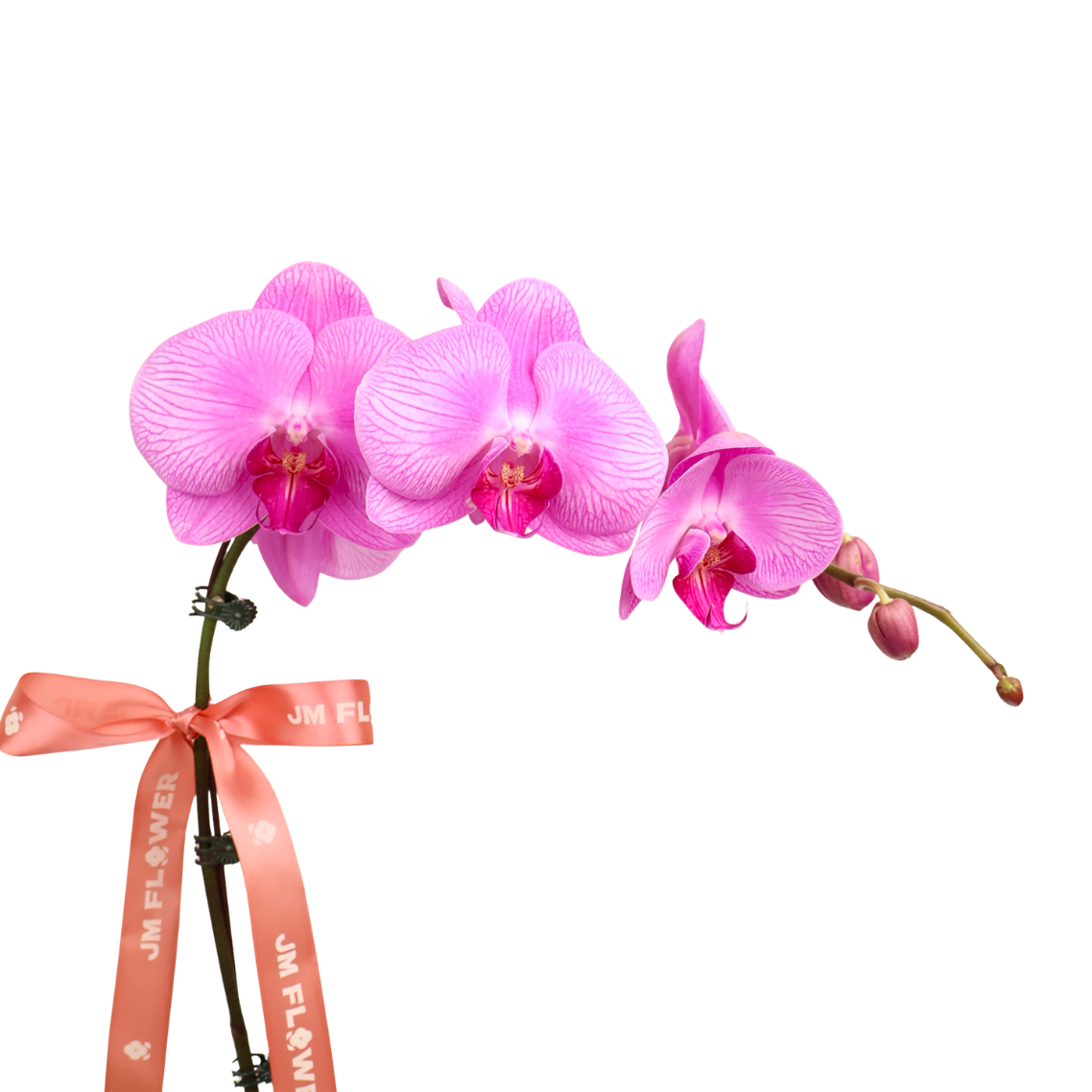 Leaflight Orchid (1 Single Stalk) - Orchid Phalaenopsis