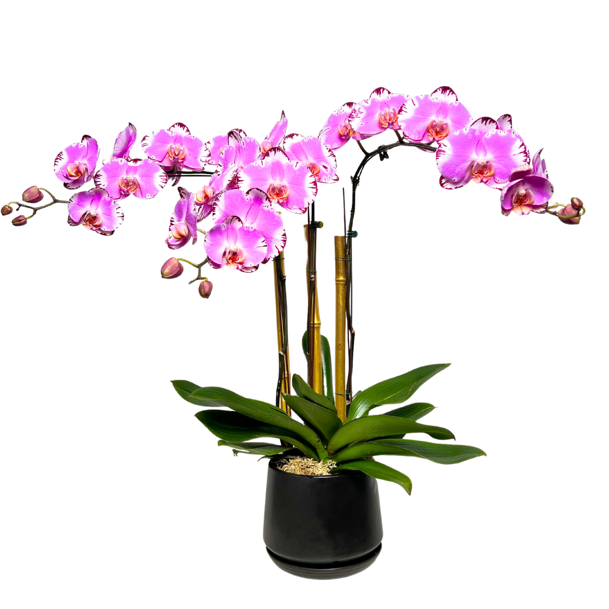 Pink and purple flowers in flowerpot.