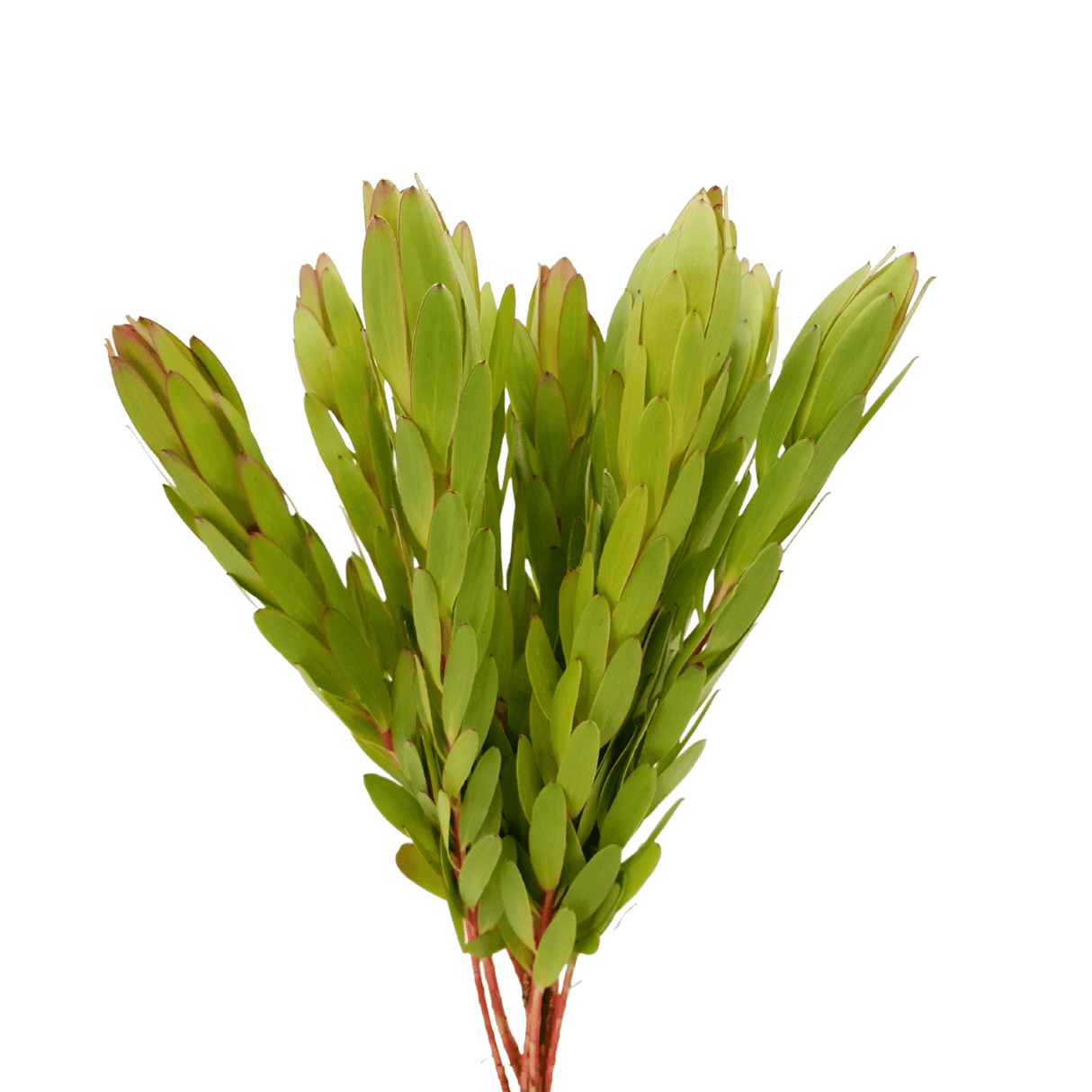 Leucadendron Ulka Safari Sunset (South Africa)