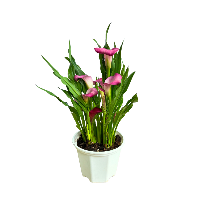 Calla Lily Plant (15cm Pot)