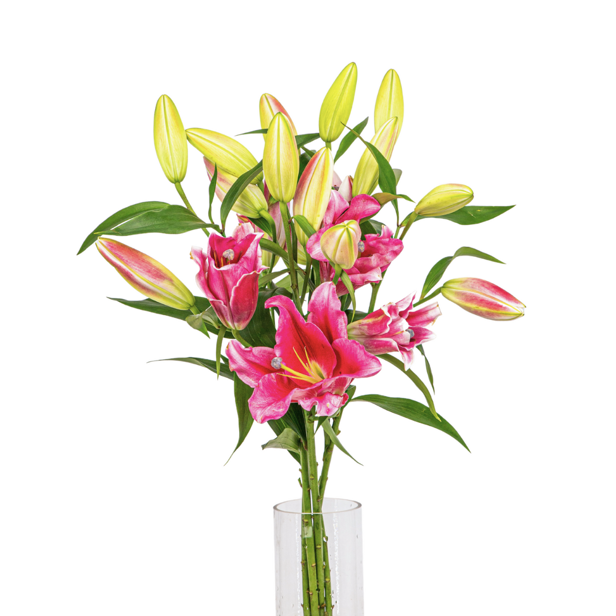 Lily Oriental 4 Head 10stk (Holland)