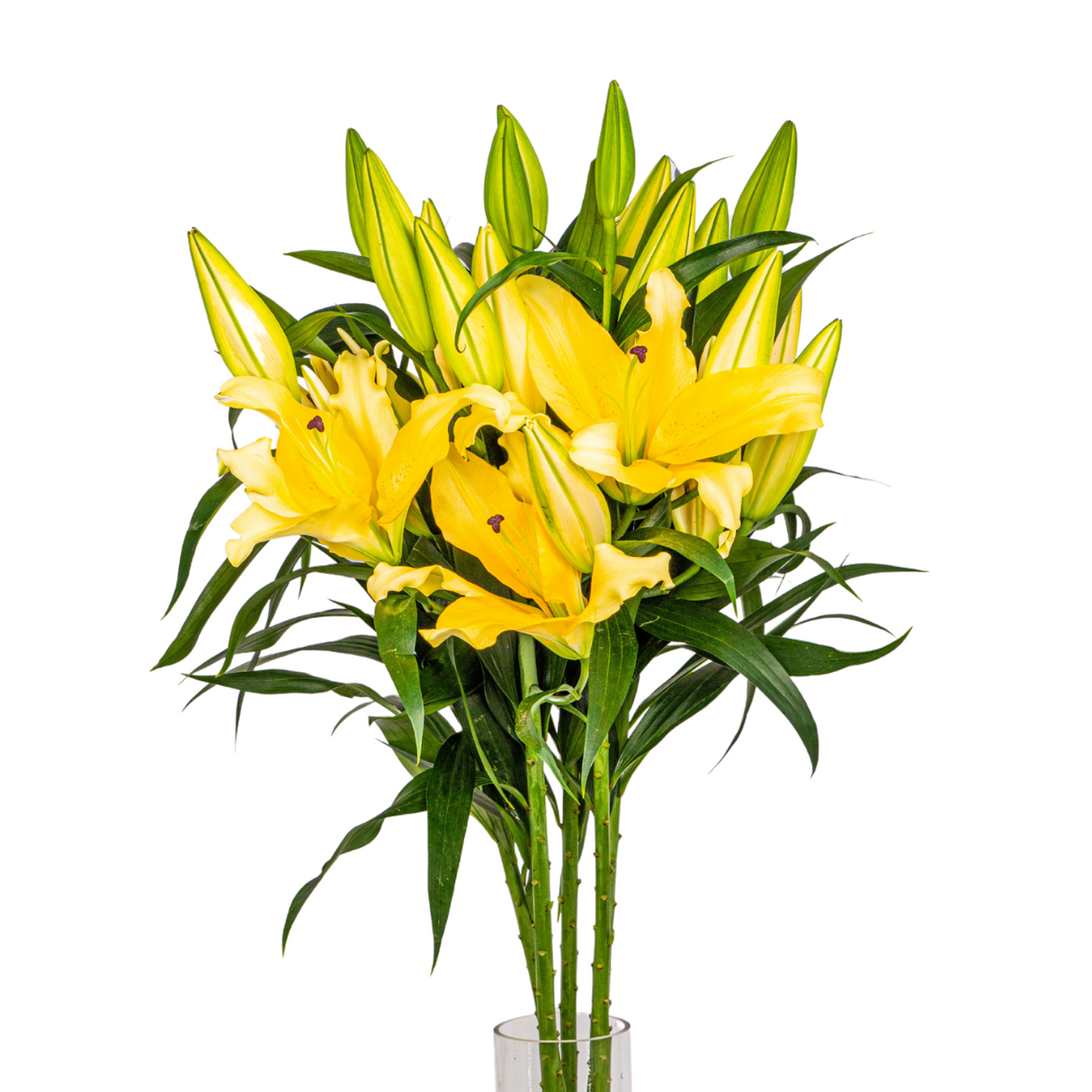 Lily Oriental 4 Head 10stk (Holland)