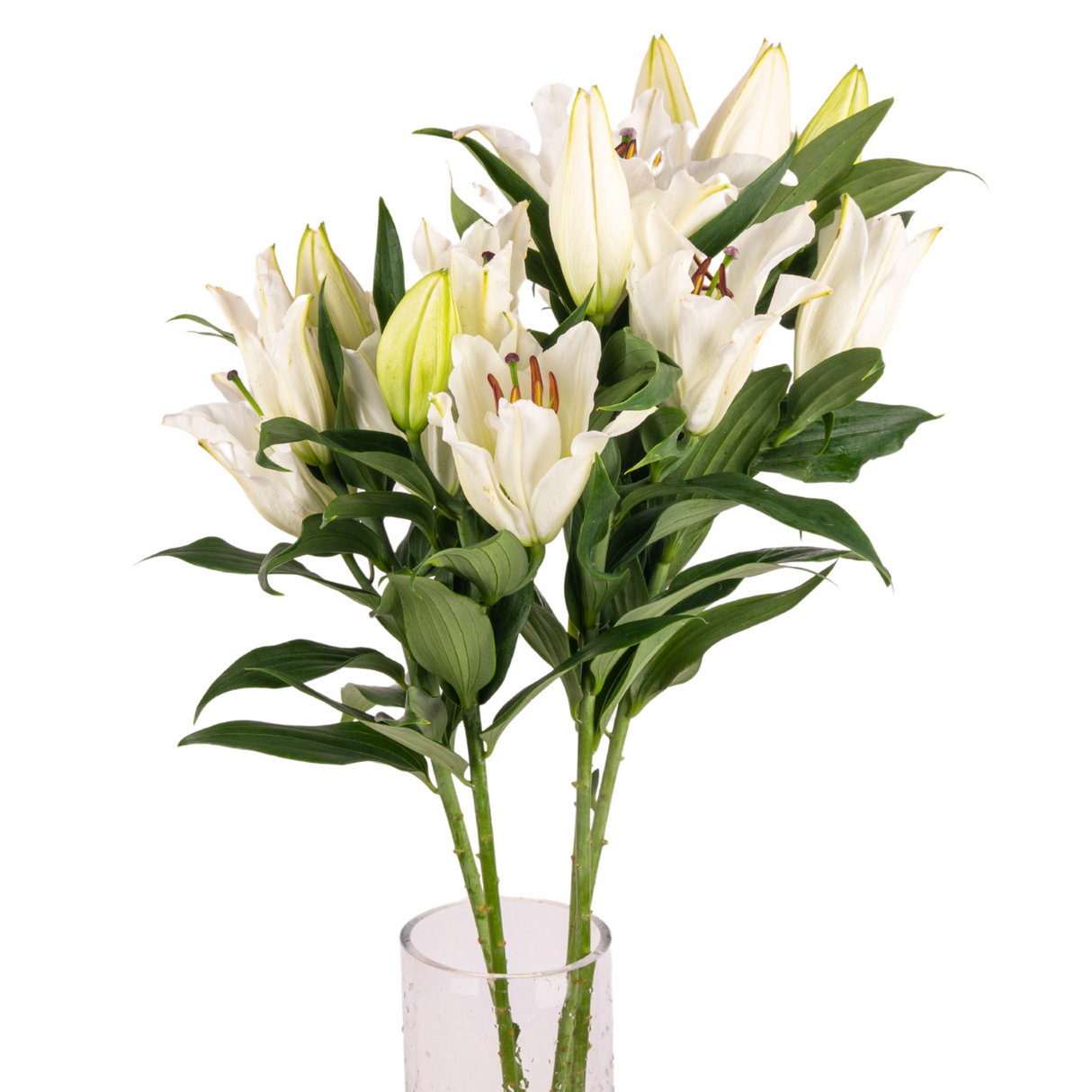 Lily Oriental (Vietnam)