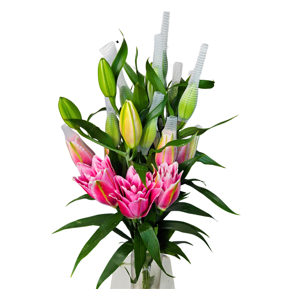 Lily Double Petals (Vietnam)