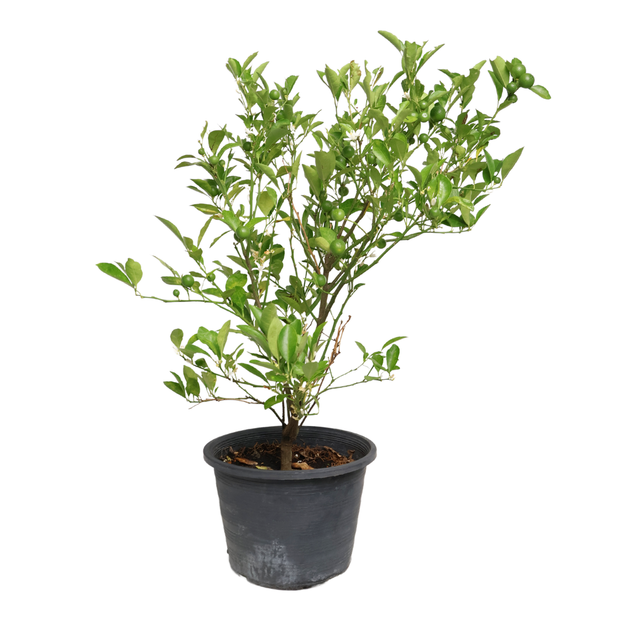 Lime Thai Plant (Calamansi)