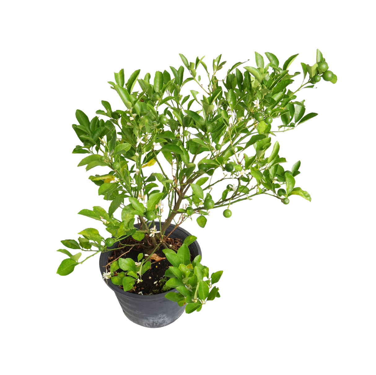 Lime Thai Plant (Calamansi)