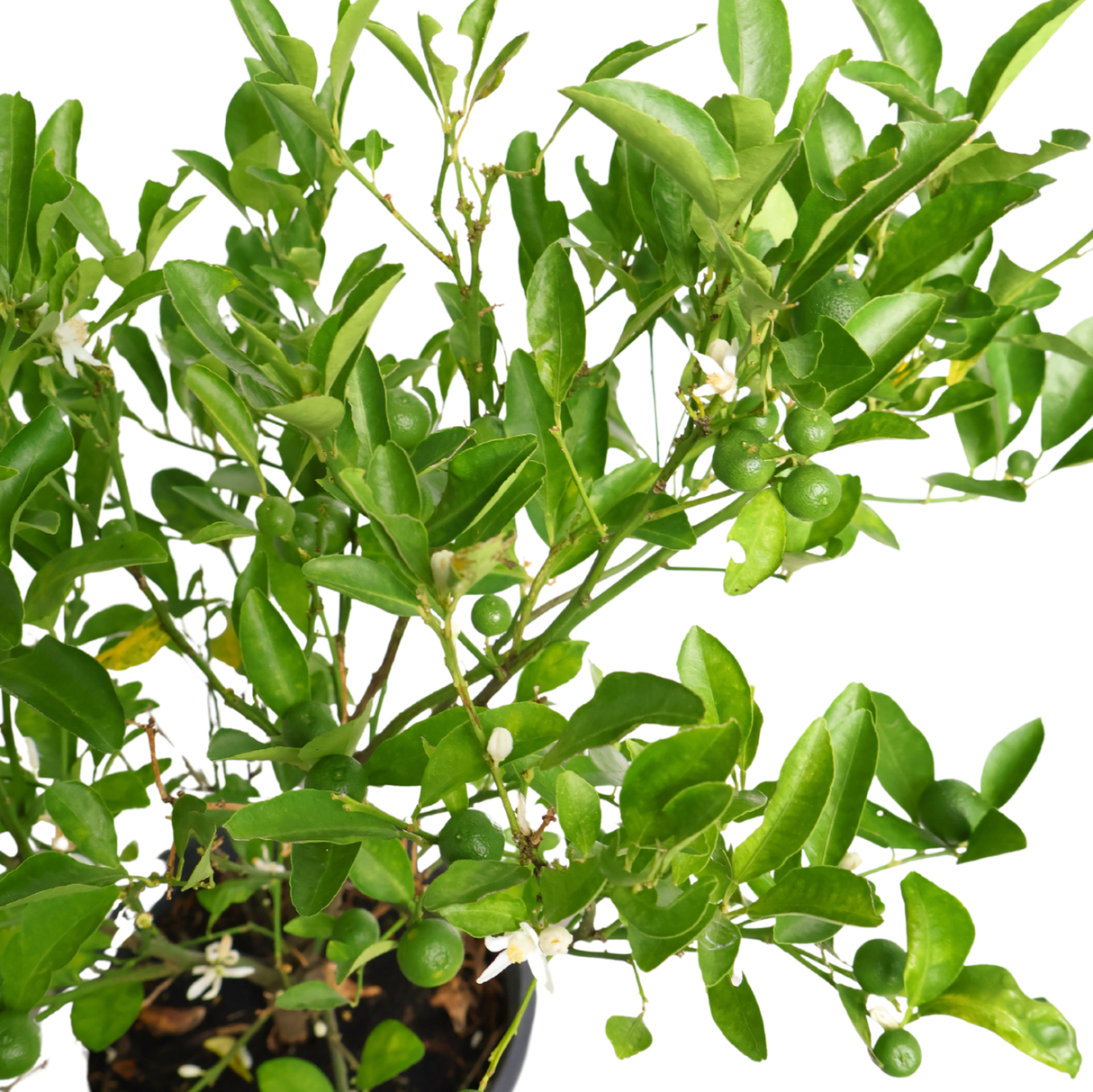 Lime Thai Plant (Calamansi)