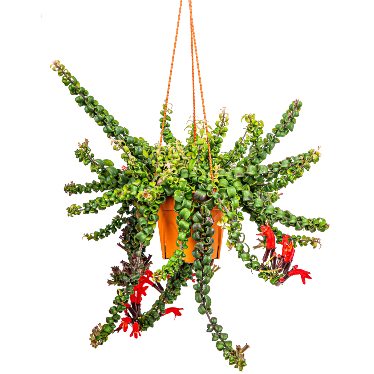 Lipstick Aeschyanthus Hanging Plant 15cm Pot