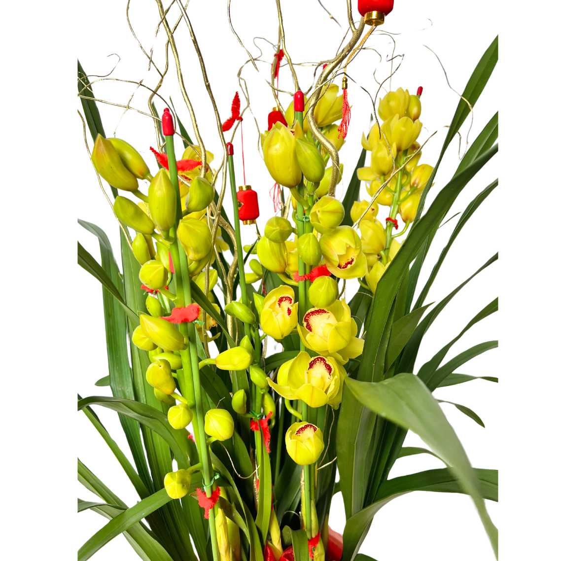 Lucky Lunar (Cymbidium) - CNY Plant