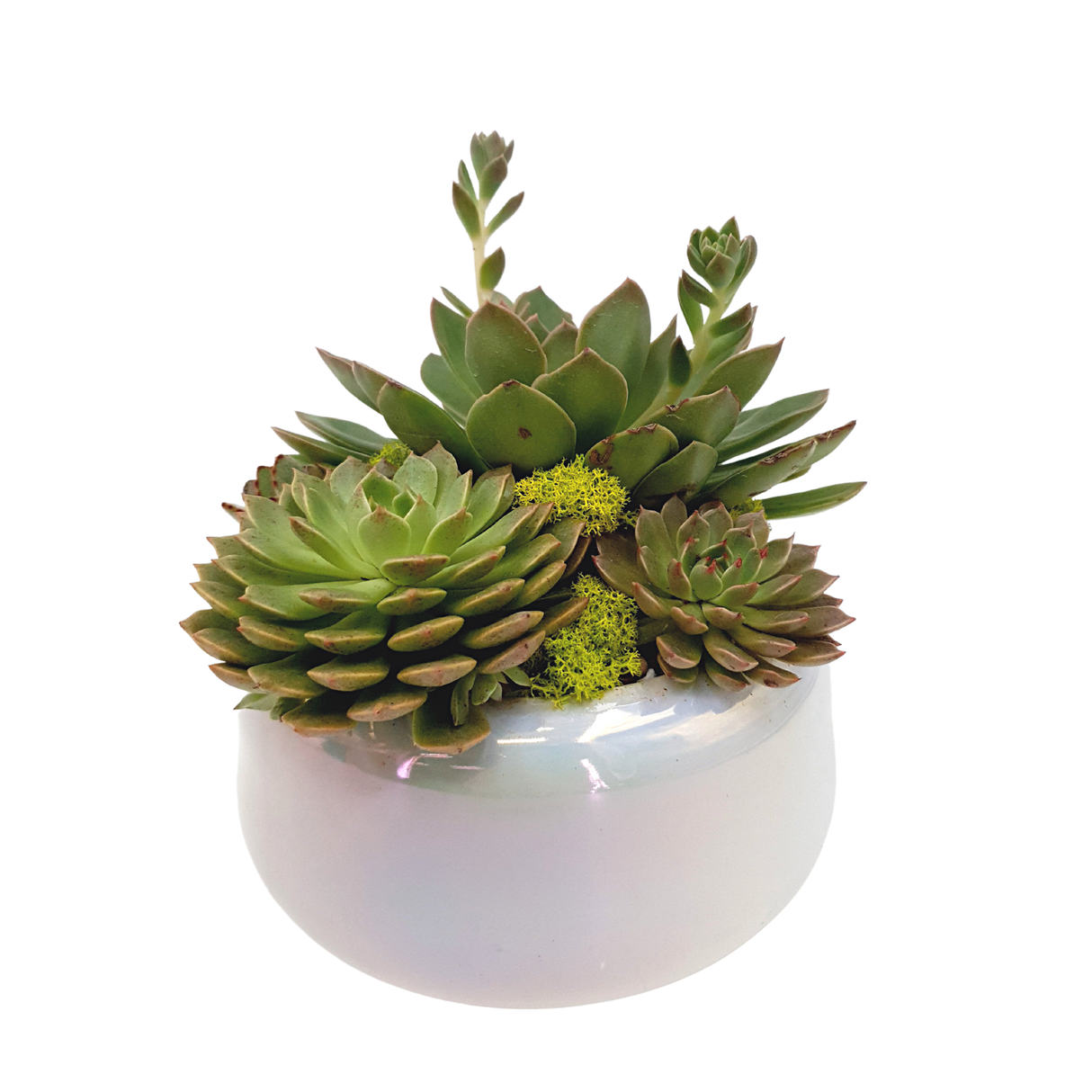 luminosity Plant Arrangement Singapore