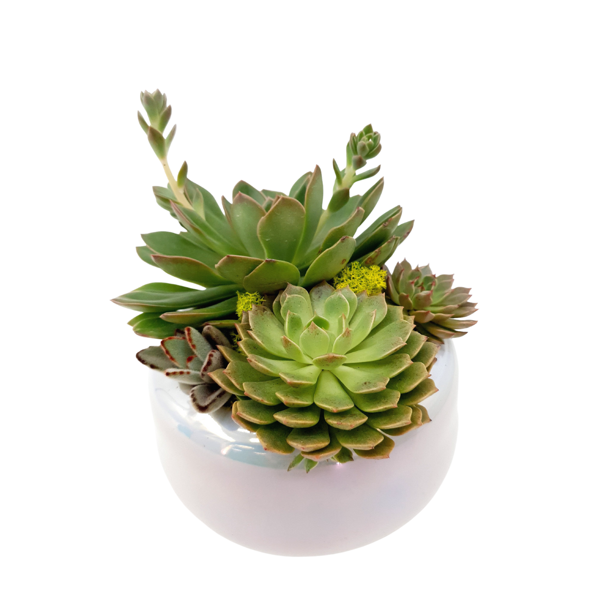 luminosity Plant Arrangement Singapore