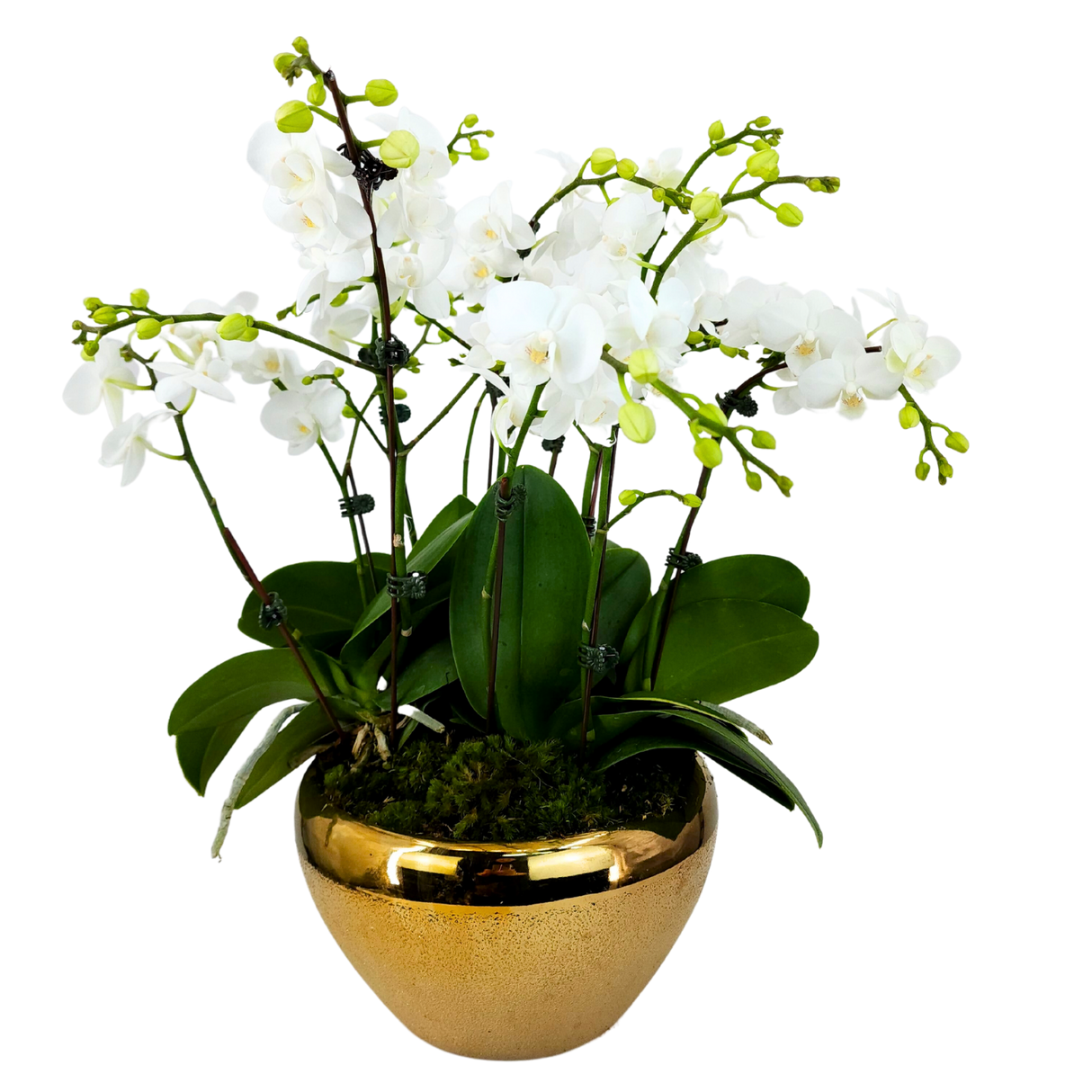 Lush Valley (5 Double Stem) - Orchid Phalaenopsis