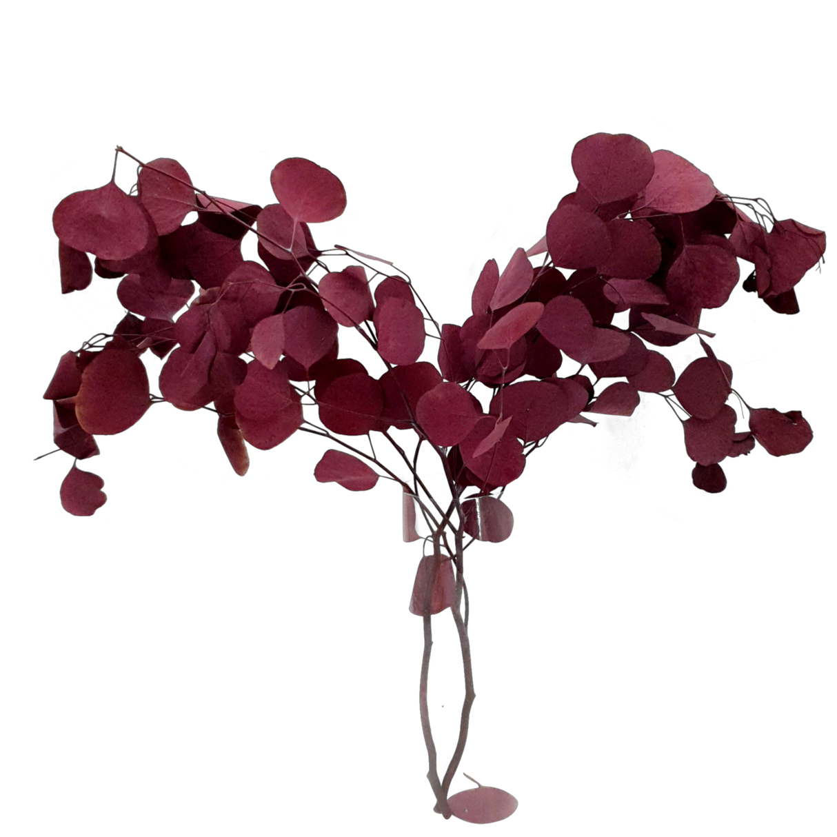 Preserved Eucalyptus Populus Leaf