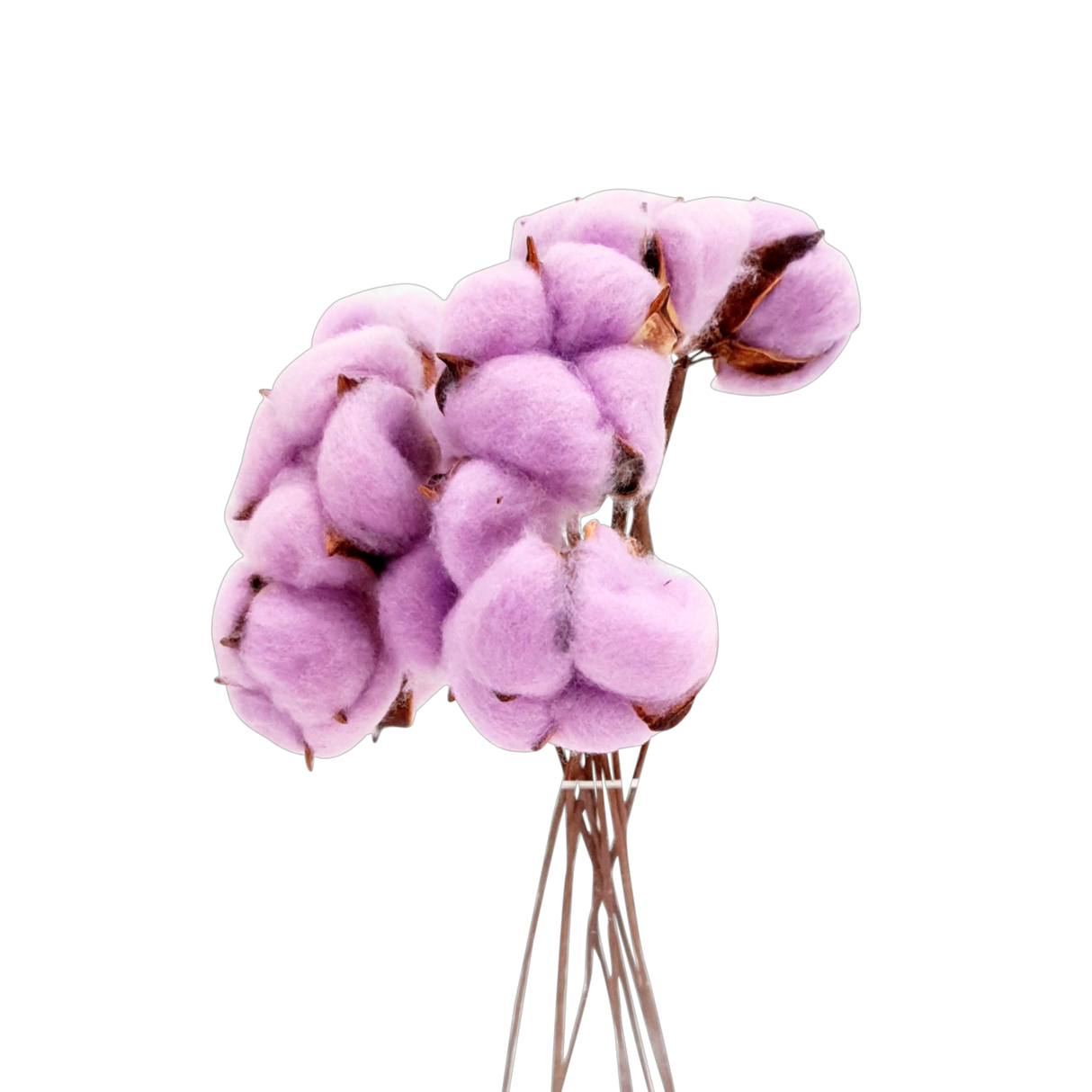 Preserved Cotton Flower