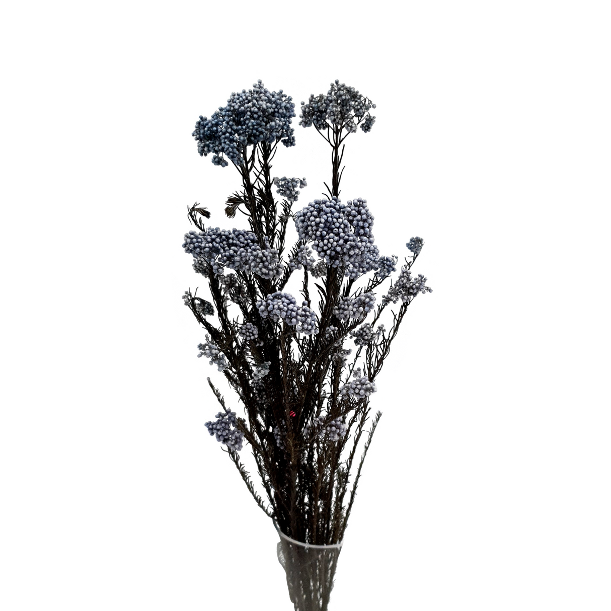 Preserved Rice flower