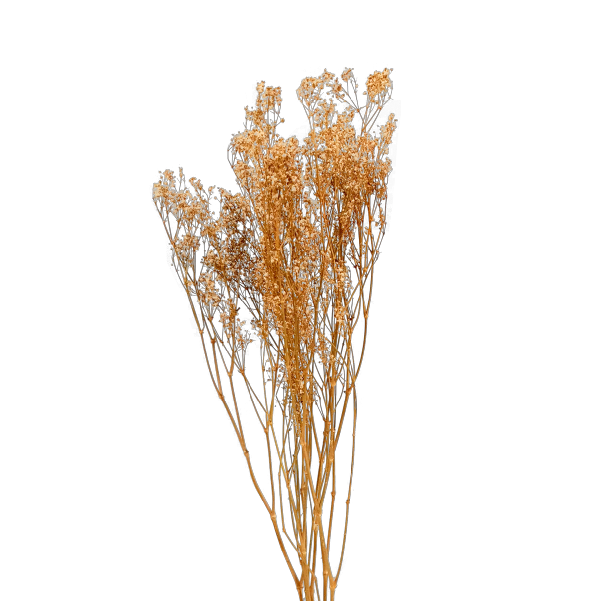 Dry Flower Baby Breath