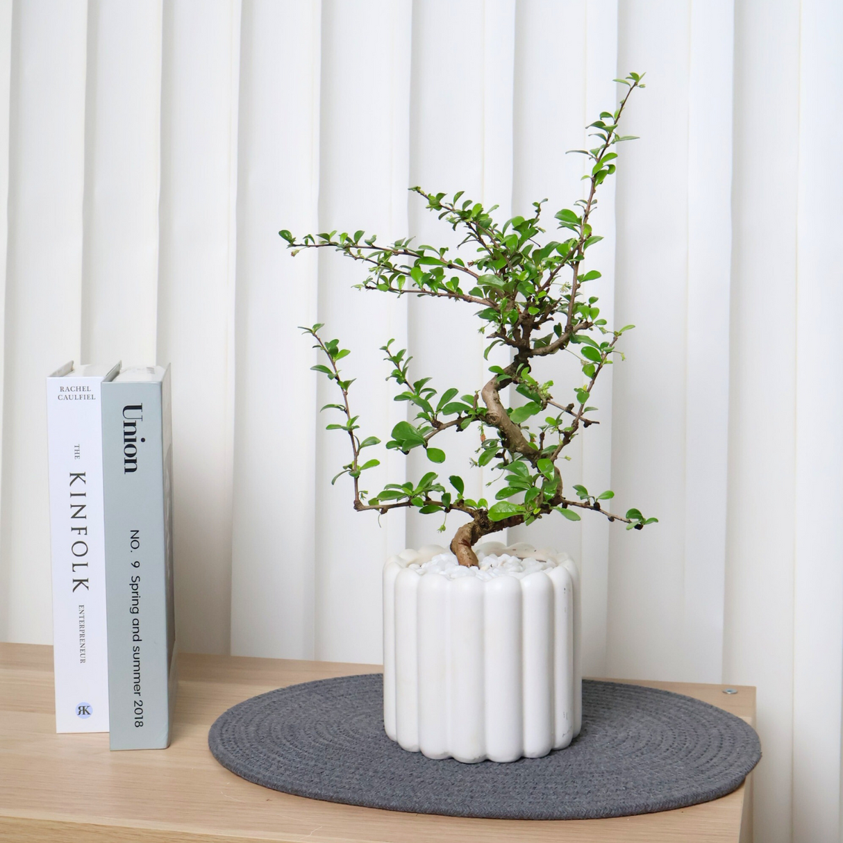 Ceramic houseplant in flowerpot.