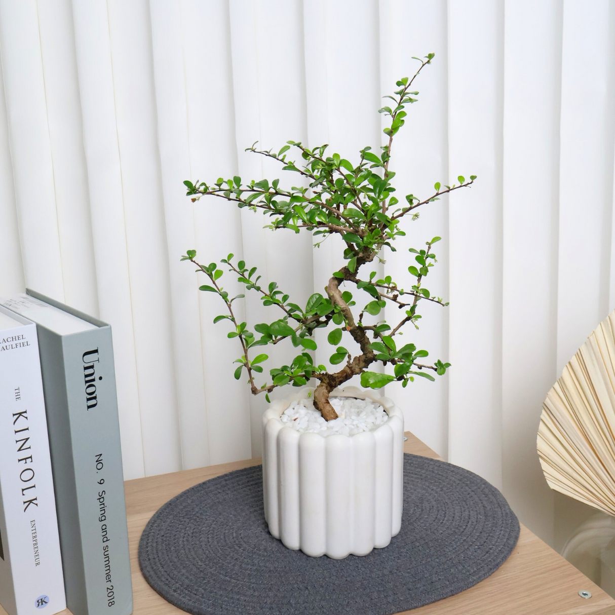 Malpighia Coccigera in Ceramic Pot