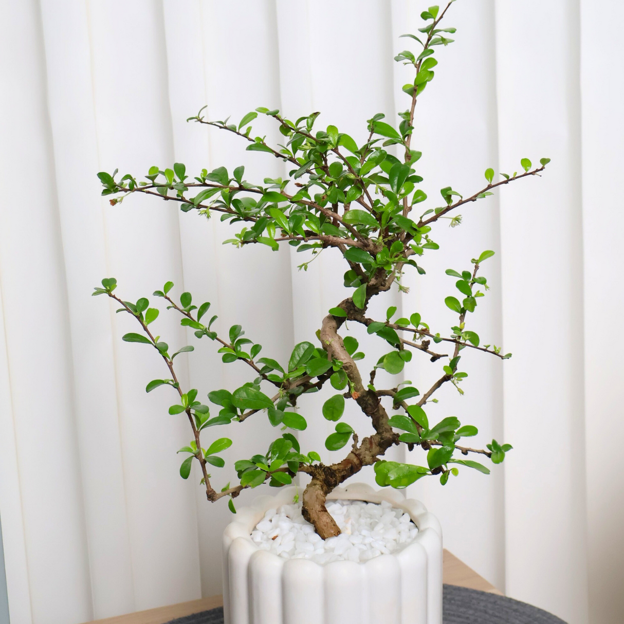 Malpighia Coccigera in Ceramic Pot