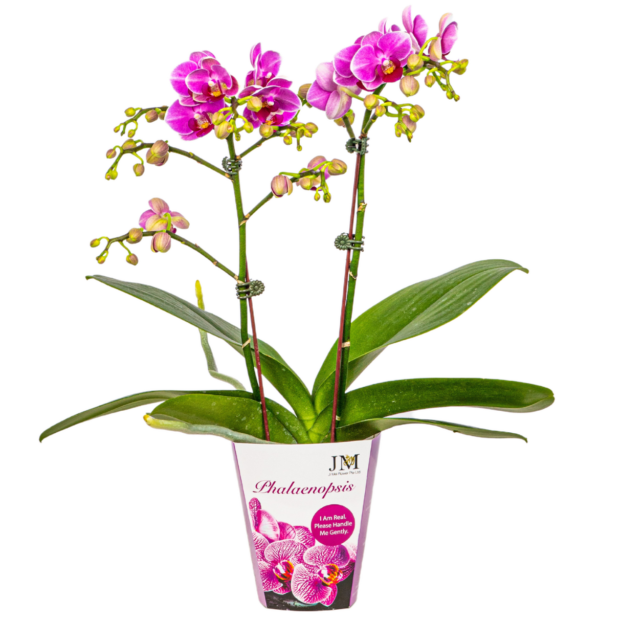 Mini Phalaenopsis Double Stem (Unpotted)