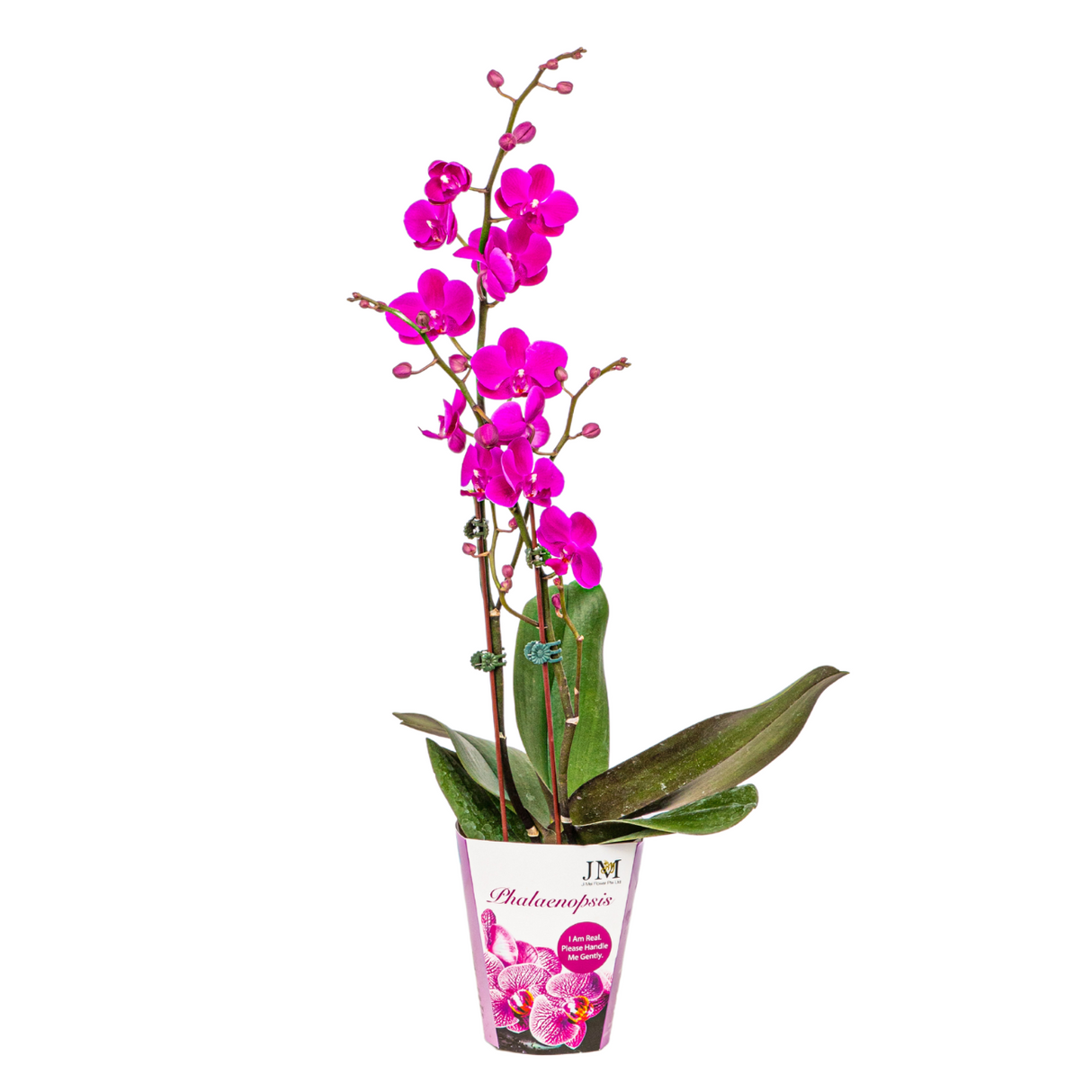 Mini Phalaenopsis Double Stem (Unpotted)