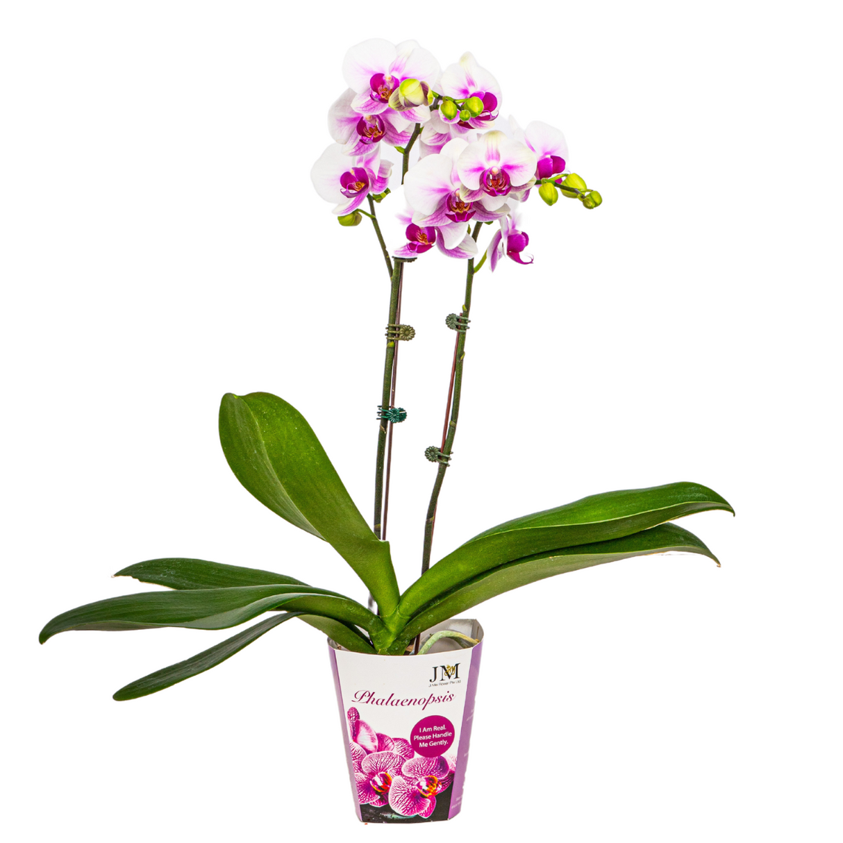 Mini Phalaenopsis Double Stem (Unpotted)