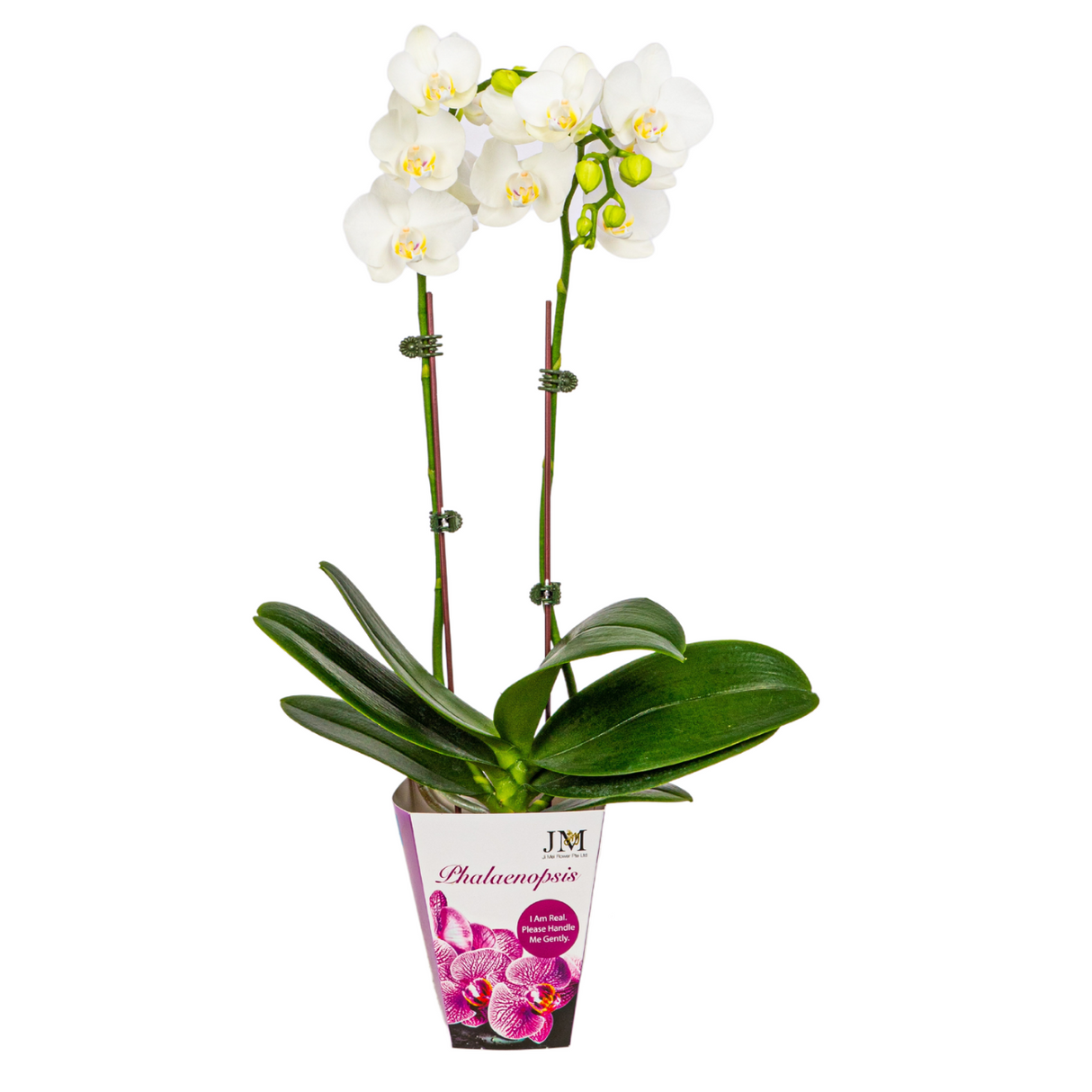 Mini Phalaenopsis Double Stem (Unpotted)