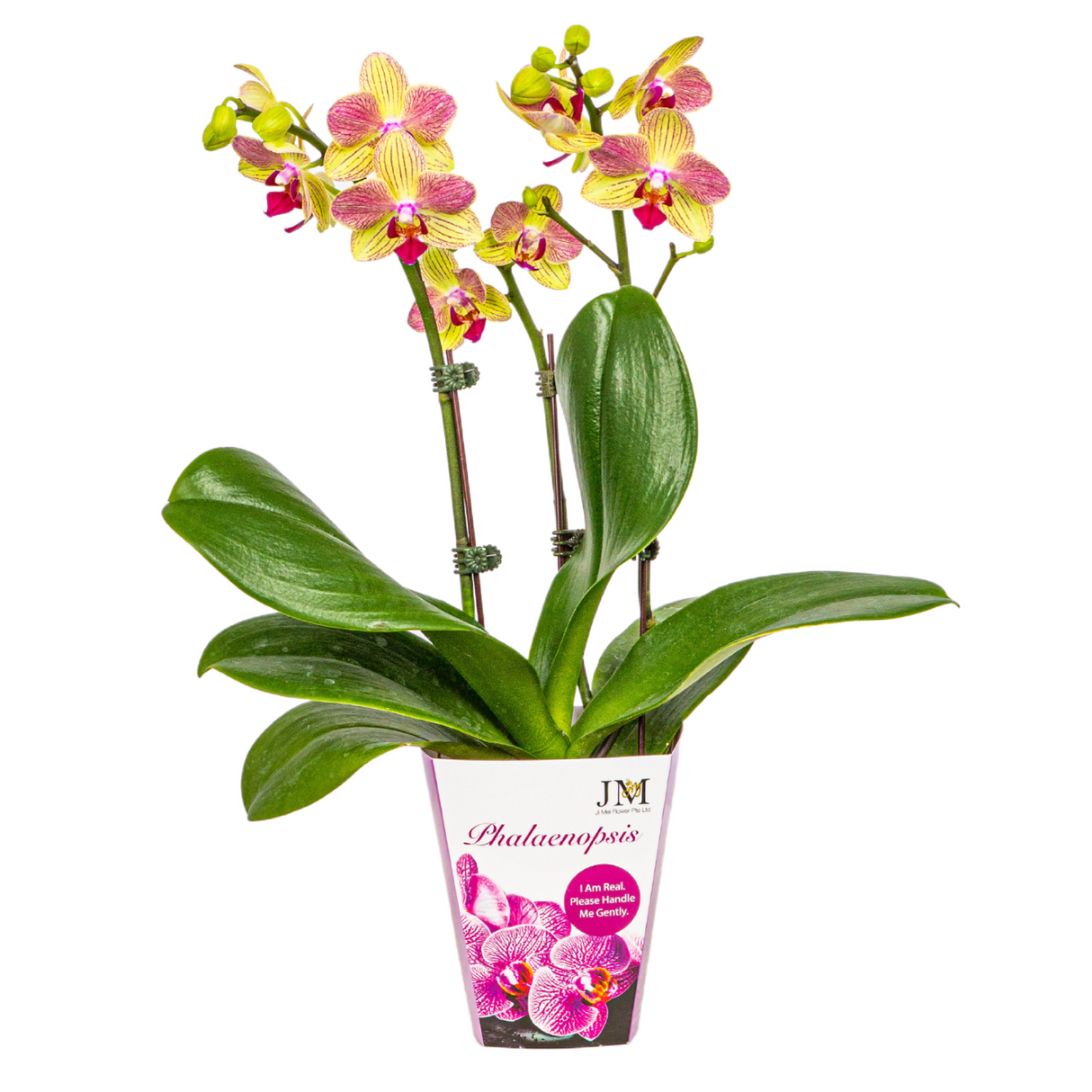 Mini Phalaenopsis Double Stem (Unpotted)