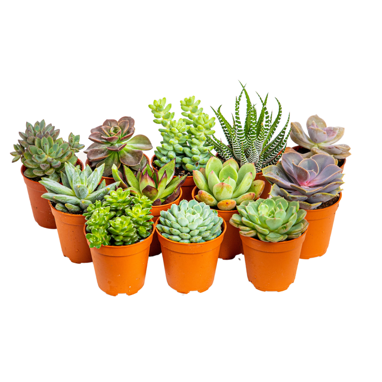 Mini Succulent 5.5cm pot - Assorted