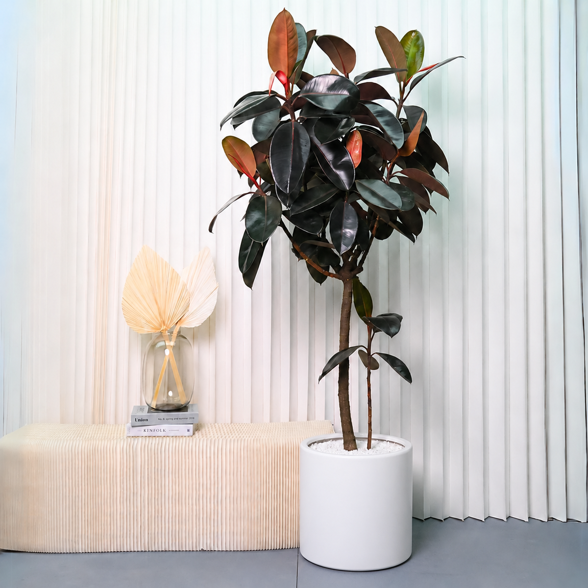 Ficus Elastica (Rubber Plant) in Ceramic Pot