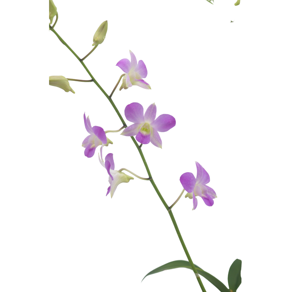 Dendrobium Orchid Plant