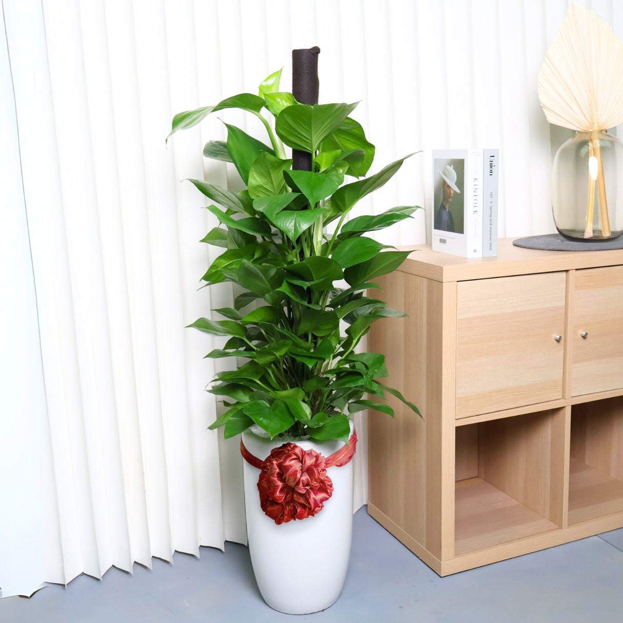 Green houseplant in flowerpot.